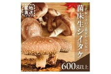 菌床生 しいたけ 肉厚 600g以上 150g以上×4袋 生しいたけ 椎茸 きのこ キノコ 野菜 料理 産地直送 鍋 煮物 天ぷら ステーキ 炊き込みご飯 味噌汁 庄内 だし 産直ほわいとハウス 山形 酒田 SA2629