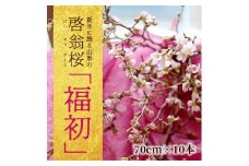 新年に飾る山形の桜 「福初2026」 酒田市の高橋さんの啓翁桜 70cm SL0266