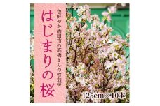 春を告げる庄内の桜 「はじまりの桜2026」 酒田市の高橋さんの啓翁桜 125cm SL0267