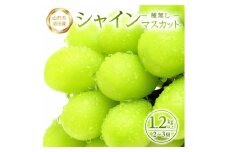 農家直送　シャインマスカット　1.2kg以上(2～3房) SA2723