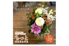季節を感じるフラワーアレンジ 「SAKATA ちっと」 SL0274