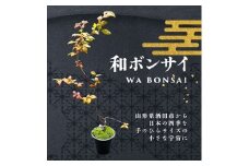 和ボンサイ(WA BONSAI）) 季節を感じる小さな宇宙 SL0275