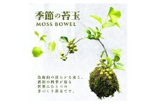 苔玉(MOSS BOWEL)  季節の苔玉 SL0276