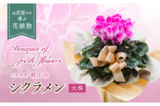 お花屋さんが選ぶ花植物 シクラメン 大株 花 お花 フラワー ギフト 贈り物 贈答 プレゼント 山形県 新庄市 F3S-0621