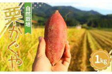 【先行予約】 自然栽培 栗かぐや 1kg（3～5本） さつまいも サツマイモ 芋 山形県 新庄市 F3S-2321
