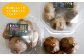 原料である「ホワイト６片にんにく」から育てています