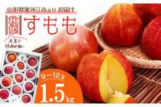 【先行予約】大きな すもも 「秋姫」 1.5kg（9 - 12玉）山形産 【2025年9月中旬頃から9月末頃発送予定】　012-B-MM020
