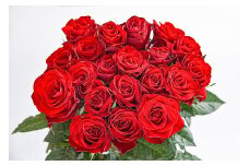 【赤系】薔薇の花 20本×長さ60cm （切り花延命剤付属）【 花 植物 バラ ばら 華道 フラワー アレンジメント ローズ お祝い 装飾 花瓶 風呂 綺麗 きれい 美しい 癒し いやし 香り お取り寄せ 特産 名物 名産 産地直送 東北 山形県 寒河江市 】　018-K-MM034-red