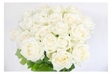 【白系】薔薇の花 20本×長さ60cm （切り花延命剤付属）【 花 植物 バラ ばら 華道 フラワー アレンジメント ローズ お祝い 装飾 花瓶 風呂 綺麗 きれい 美しい 癒し いやし 香り お取り寄せ 特産 名物 名産 産地直送 東北 山形県 寒河江市 】　018-K-MM034-white