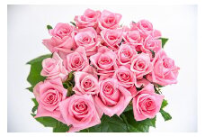 【ピンク系】薔薇の花 20本×長さ60cm （切り花延命剤付属）【 花 植物 バラ ばら 華道 フラワー アレンジメント ローズ お祝い 装飾 花瓶 風呂 綺麗 きれい 美しい 癒し いやし 香り お取り寄せ 特産 名物 名産 産地直送 東北 山形県 寒河江市 】　018-K-MM034-pink