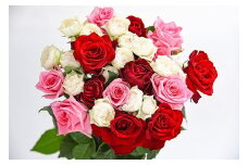 【色おまかせ3色以上】薔薇の花 20本×長さ60cm （切り花延命剤付属）【 花 植物 バラ ばら 華道 フラワー アレンジメント ローズ お祝い 装飾 花瓶 風呂 綺麗 きれい 美しい 癒し いやし 香り お取り寄せ 特産 名物 名産 産地直送 東北 山形県 寒河江市 】　018-K-MM034-3color
