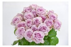【紫系】薔薇の花 20本×長さ60cm （切り花延命剤付属）【 花 植物 バラ ばら 華道 フラワー アレンジメント ローズ お祝い 装飾 花瓶 風呂 綺麗 きれい 美しい 癒し いやし 香り お取り寄せ 特産 名物 名産 産地直送 東北 山形県 寒河江市 】　018-K-MM034-violet