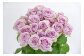 ★全国トップクラス★山形県を代表する花「バラ」を20本セットにしてお届けします。