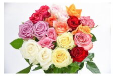【色おまかせ5色以上（10品種）】薔薇の花 20本×長さ60cm （切り花延命剤付属）【 花 植物 バラ ばら 華道 フラワー アレンジメント ローズ お祝い 装飾 花瓶 風呂 綺麗 きれい 美しい 癒し いやし 香り お取り寄せ 特産 名物 名産 産地直送 東北 山形県 寒河江市 】　018-K-MM034-5color