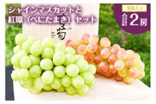 シャインマスカットと赤系ぶどう紅環 食べ比べ セット 計2房（計1.6kg以上）桐箱入り 【2025年9月中旬頃から10月下旬頃発送予定】／ 2025年産 令和7年産 農家直送 生産者直送 山形県産 山形産 産地直送 果物 フルーツ 葡萄 東北 詰め合わせ 詰合せ　048-B-JF015