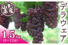 あまーいJAの種無しぶどう「デラウェア」1.5kg （8～12房） 山形県産 【2025年7月下旬頃から8月中旬頃発送予定】／ 果物 フルーツ 果実 葡萄 グレープ ブドウ 甘い 糖度 ジューシー 特産 産地直送 新鮮 お取り寄せ ご当地 季節 夏 東北 2025年産 令和7年産　012-B-JA016