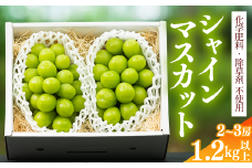 【満足の2～3房】こだわりのぶどう『シャインマスカット 1.2kg以上（2～3房）』 山形県産 【化学肥料 除草剤不使用】＜安全安心の栽培＞【2025年9月上旬頃～10月上旬頃発送予定】　016-B-AF010