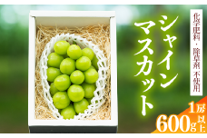 【厳選の1房】こだわりのぶどう『シャインマスカット 600g以上１房』  山形県産 【化学肥料 除草剤不使用】＜安全安心の栽培＞【2025年9月上旬頃～10月上旬頃発送予定】　010-B-AF009