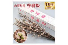 啓翁桜 計10本（80cm×10本） 切り花 【2025年12月下旬頃配送・日付指定不可】　013-K-JA003