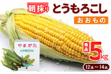 《クール便》朝採り とうもろこし「おおもの」 秀品 5kg （12本 - 14本） 山形県産【2025年7月上旬頃から9月下旬頃発送予定】　012-B-MM074
