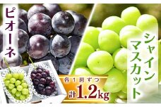 シャインマスカットとピオーネセット 計1.2kg以上（2房） 山形県産 ぶどう 2025年産 令和7年産 【2025年9月中旬頃～10月中旬頃発送予定】 ※配送不可 沖縄・離島 015-B-HK013