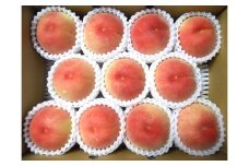 山形の旬の桃（品種おまかせ）３ｋｇ　0017-2505