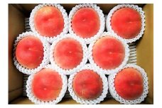 山形の旬の硬い桃（品種おまかせ）３ｋｇ　0017-2506