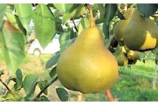西洋梨（オーロラ）５ｋｇ　１２～１６玉　特秀品　0060-2511
