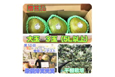 西洋梨（ラ・フランス）大玉３玉　贈答品　0102-2502
