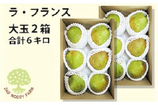 西洋梨（ラ・フランス）６ｋｇ　大玉　ご家庭用　0062-2505
