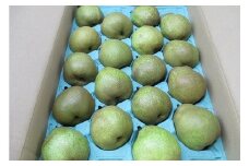 西洋梨（ラ・フランス）５ｋｇ　ご家庭用　0110-2507