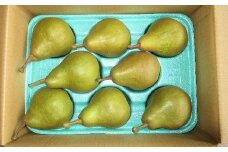 西洋梨（オーロラ）３ｋｇ　0025-2504
