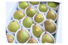 西洋梨（ラ・フランス）５ｋｇ　中玉～大玉　0075-2509