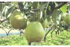 西洋梨（ラ・フランス）３ｋｇ　ご家庭用　0089-2501