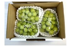 ぶどう（シャインマスカット）１.６ｋｇ　0009-2508