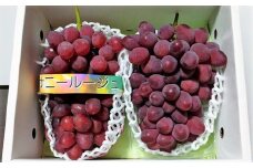 ぶどう（サニールージュ）１.３ｋｇ　0142-2503