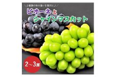 ピオーネとシャインマスカットの詰合せ　２～３房　0010-2501