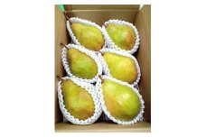 西洋梨（シルバーベル）３ｋｇ　贈答用　0142-2514