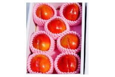 すもも（秋姫）１.２ｋｇ　ご家庭用　0012-2506