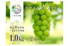 【産地直送】上山産・完熟シャインマスカット　１ｋｇ以上　ご家庭用　0140-2503