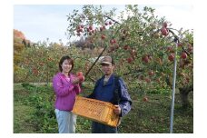有機肥料栽培　葉とらずサンふじ　上山市産　５ｋｇ　１４～２５玉　ご家庭用　0079-2522