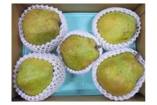 西洋梨（ラ・フランス）３ｋｇ×２箱　大玉　ご家庭用　0017-2520