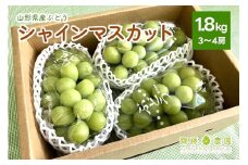 ぶどう（シャインマスカット）３～４房　合計１.８ｋｇ　0037-2503