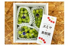 ぶどう（シャインマスカット）１.５ｋｇ（房小さめ）　0047-2509