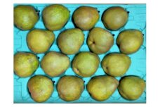 西洋梨（ラ・フランス）５ｋｇ　１２～１６玉　ご家庭用　0042-2507