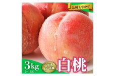 山形県上山市産　白桃（品種おまかせ）３ｋｇ　0136-2501