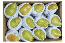 西洋梨（マルゲリット・マリーラ）５ｋｇ　８～１２玉　ご家庭用　0042-2501