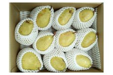 西洋梨（マルゲリット・マリーラ）５ｋｇ　１０玉　特秀品　0042-2503
