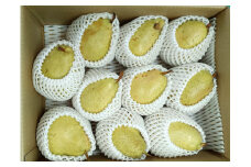 西洋梨（マルゲリット・マリーラ）５ｋｇ　１０玉　特秀品　0042-2503