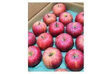 りんご（サンふじ）５ｋｇ　１２～２０個　秀品　0065-2511